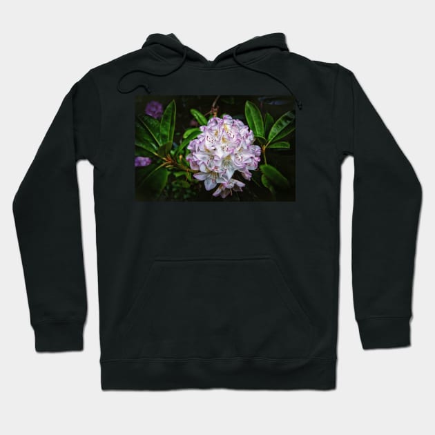 Rhododendron In Bloom Hoodie by JimDeFazioPhotography